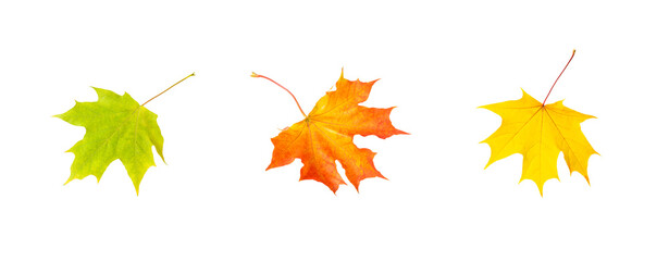 Fototapeta premium three colorful autumn maple leaves isolated on white background