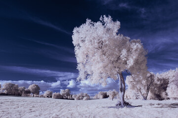 infrared photography - surreal ir photo of landscape with trees under cloudy sky - the art of our...