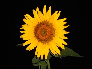 sunflower on black background