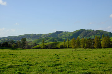 Fototapeta na wymiar Green Paddocks and Pasture Of Country Victoria, In Springtime