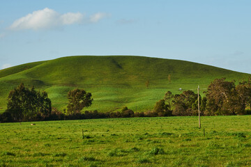 Obraz premium Green Paddocks and Pasture Of Country Victoria, In Springtime
