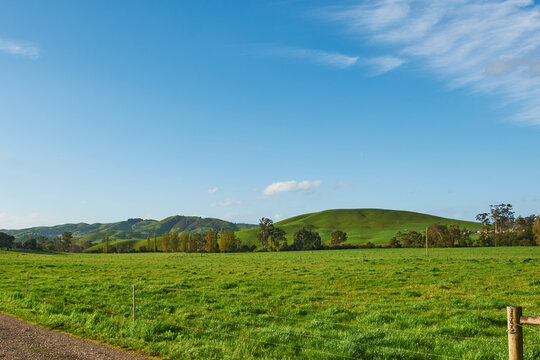 Green Paddocks and Pasture Of Country Victoria, In Springtime