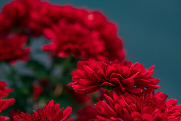 red dahlia flower
