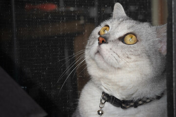 portrait of a cat looking up with big green eyes 