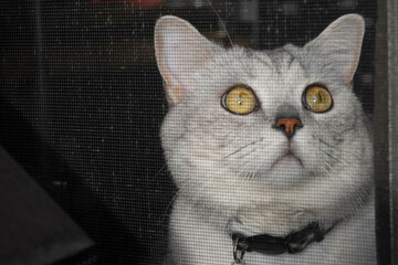 cat on a window with huge eyes 