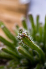 Two-headed spine-filled Hylocereus undatus or climbing cactus and the rest of the image with lots of bokeh