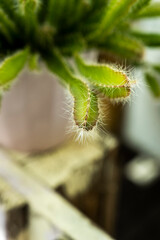 Two-headed spine-filled Hylocereus undatus or climbing cactus and the rest of the image with lots of bokeh