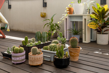 Set of beautiful plants and cacti on the floor of a varnished acacia wood terrace in a dark tone © Toyakisfoto.photos