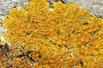 Primer plano de de liquen amarillo en la corteza de un tronco de árbol	
