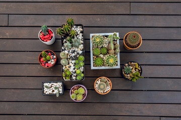 Top view image of pots with cacti of various species and decorative stones © Toyakisfoto.photos