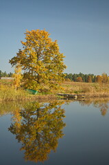 Lake and yellow trees in sunny autumn day, Varme, Latvia.