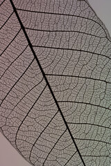 A Skeleton Leaf close up with multi colored background.