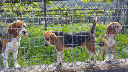 beagle in the park
