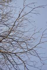branches of a tree