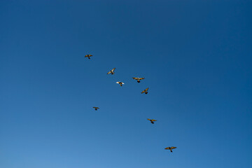 Fototapeta premium 青空と鳩
