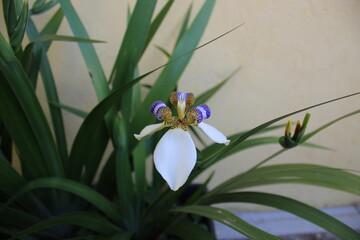 Planta Neomarica northiana