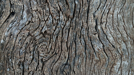 欅　巨木　樹皮　ひび割れ　ゴッホ