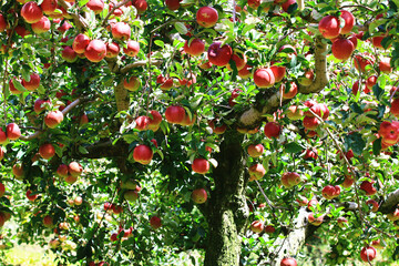 fresh full ripe red apples growing on the branches of apple tree among the green leaves in the plantation at sunny autumn
