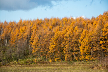 秋の黄金色のカラマツ林と秋の畑
