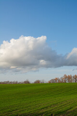 秋の緑のムギ畑と青空
