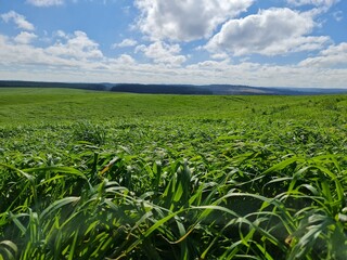 fazenda, pecuária, agronegócio