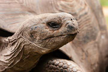 Looking into the eye of a Giant Tortoise