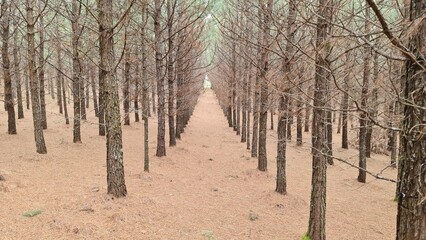 plantação, mato, pinus