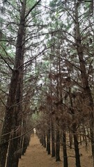 Obraz premium plantação, mato, pinus