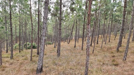 Naklejka premium plantação, mato, pinus