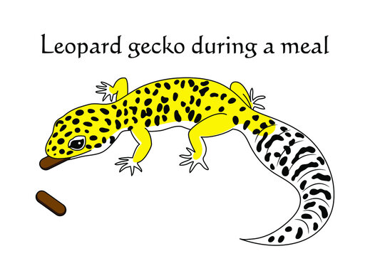 47 Best レオパードゲッコー Images Stock Photos Vectors Adobe Stock