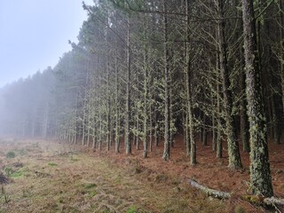 mato, plantação, árvores, pinus