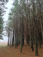 Obraz premium mato, plantação, árvores, pinus