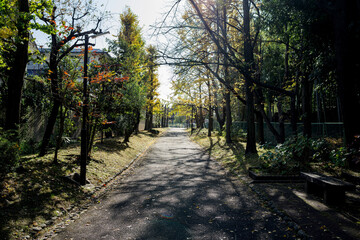 Fototapeta premium 秋の朝の小径