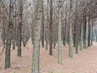 Fototapeta premium mato, plantação, árvores, pinus