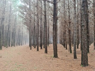 mato, plantação, árvores, pinus