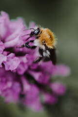 Close-up of a bumblebee sitting on a purple flower with blurry green background