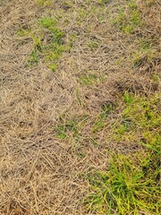 campo para pecuária