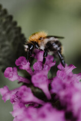 Close-up of a bumblebee sitting on a purple flower with blurry green background