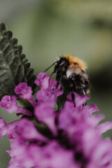 Close-up of a bumblebee sitting on a purple flower with blurry green background