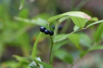 Disporum sessile berries. Colchicaceae petennial plants.
It grows in the shade, tubular flowers bloom in early summer, and berries ripen black-purple in autumn. 