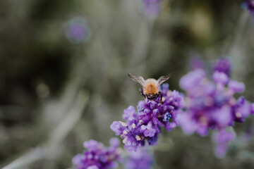 Close-up of a bumblebee sitting on a purple flower with blurry green background