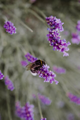 Close-up of a bumblebee sitting on a purple flower with blurry green background