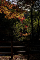 朝日が照らす紅葉