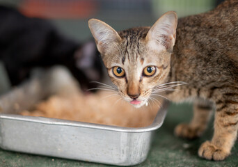 Young brown tubby cat eating with the dry food in the big bowl at the Cat’s house.