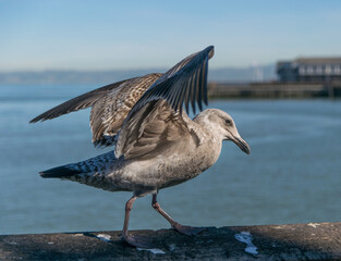 seagull