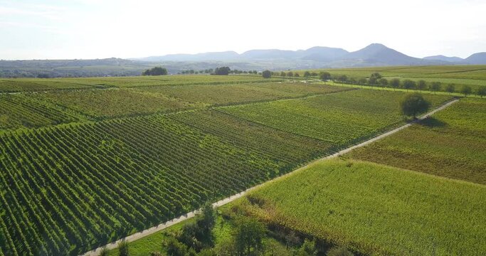 Vineyard landscape and vines in the southern Rhineland Palatinate on the eastern edge of the Palatinate Forest