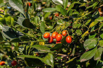 Murraya paniculata or Orange jessamine red fruits, outdoor tropical plants, in Brazil