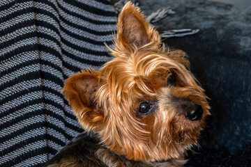 Yorkshire dog lying on the sofa in a living room in Sao Paulo