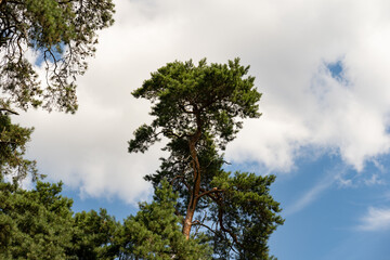 Looking up to a pine tree in front of the sky. Small clouds are in the background. Beautiful idyllic nature without people on a bright summer day. A conifer plant in its environment.