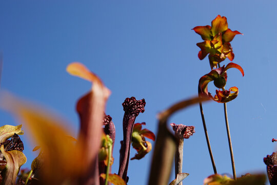 Closeup view of Sarracenia Purpurea Plant